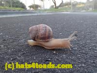 /home//u458753944/public_html/sourcegallery//Insects and small critters/slugs snails leaches (Gastropoda and Annelida)/P4220751.JPG